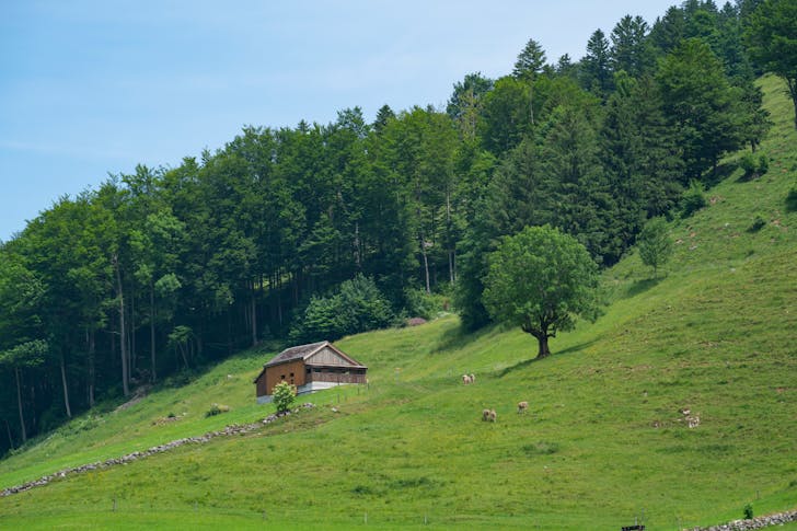 how to live in a forest?